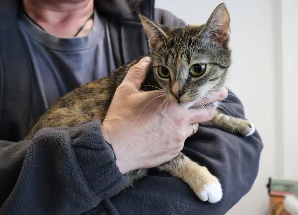 Znaleziono kota, Łódź, 28 września 2025 (2/5)