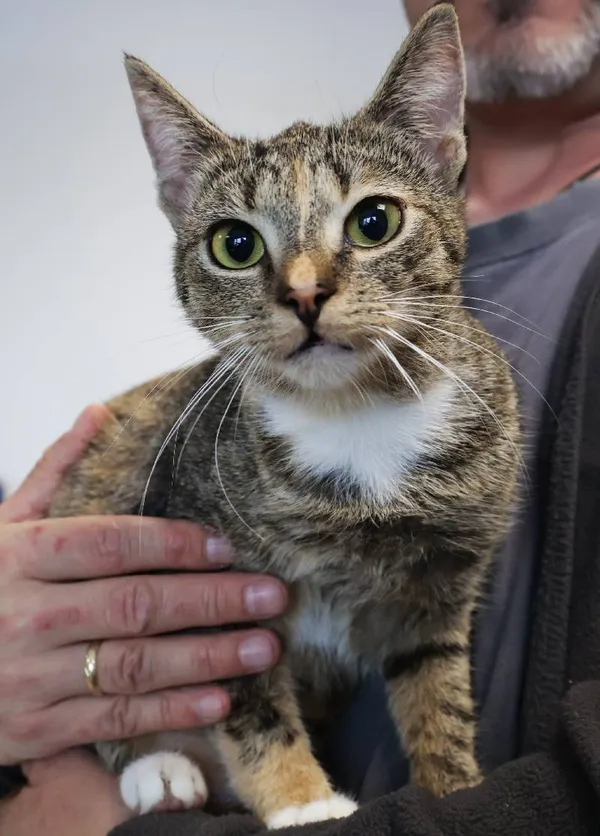 Znaleziono kota, Łódź, 28 września 2025 (3/5)