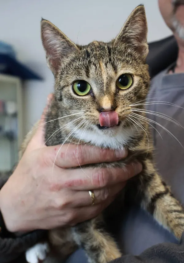 Znaleziono kota, Łódź, 28 września 2025 (5/5)