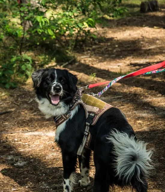 Pies do adopcji, Piła, 23 sierpnia 2025 (2/4)