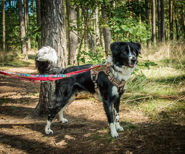 Pies do adopcji, Piła, 23 sierpnia 2025 (3/4)