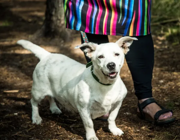 Pies do adopcji, Piła, 25 lipca 2025 (1/3)