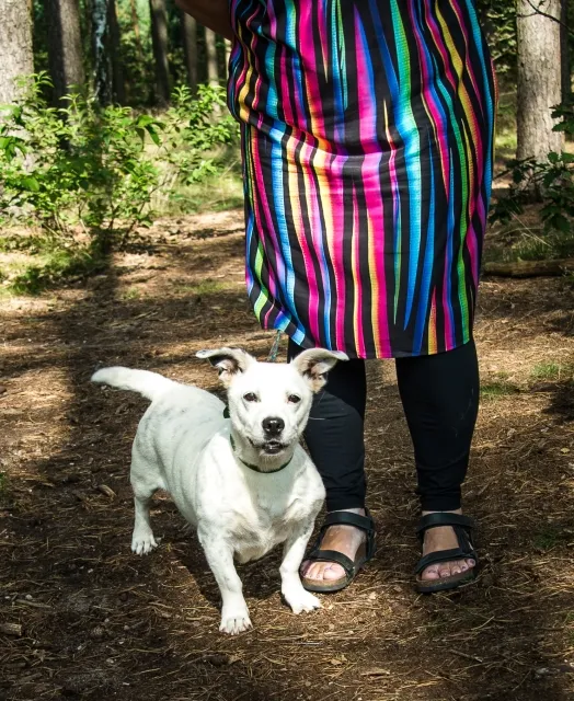 Pies do adopcji, Piła, 25 lipca 2025 (2/3)