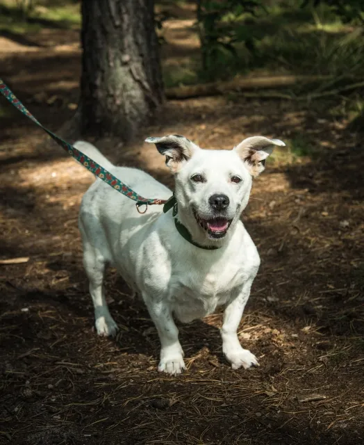 Pies do adopcji, Piła, 25 lipca 2025 (3/3)