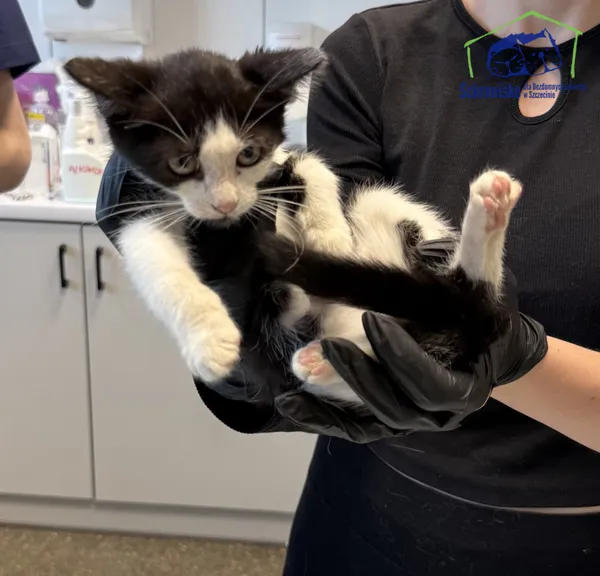 Kot do adopcji, Szczecin, 29 września 2025