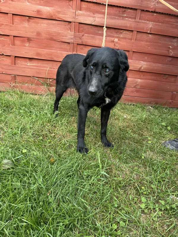 Znaleziono psa, Czartki, 29 września 2025