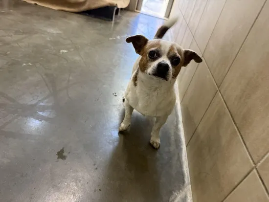 Pies do adopcji, Kraków, 14 września 2025