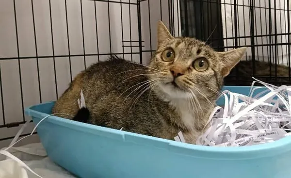 Znaleziono kota, Toruń, 27 września 2025