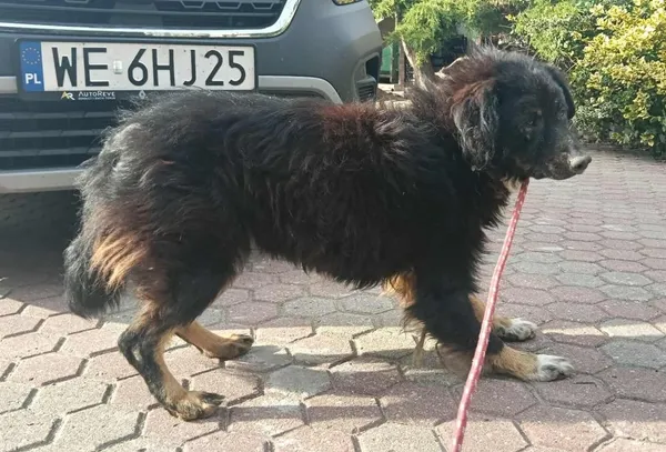 Znaleziono psa, Toruń, 27 września 2025