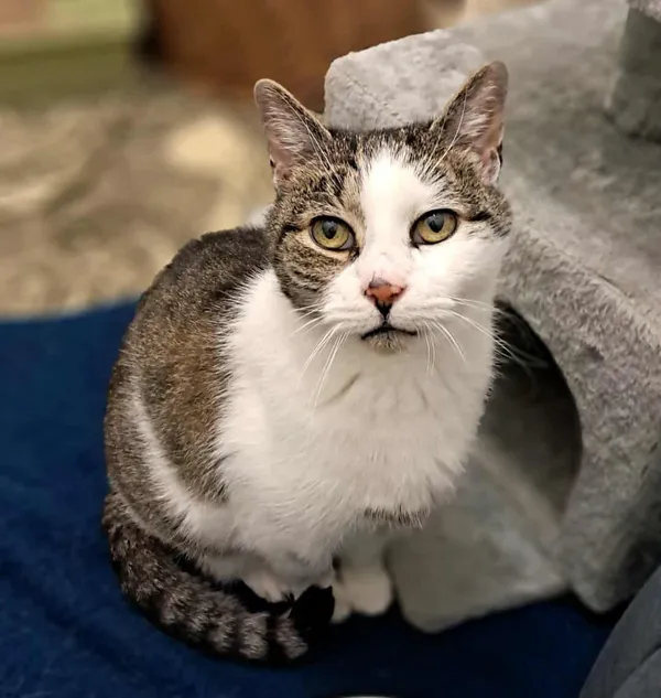 Kot do adopcji, Olsztyn, 19 września 2025 (1/2)