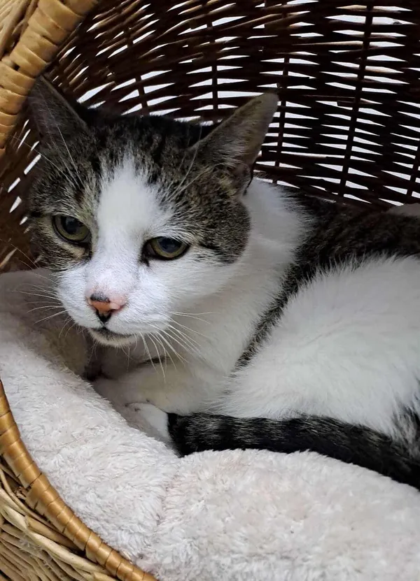 Kot do adopcji, Olsztyn, 19 września 2025 (2/2)