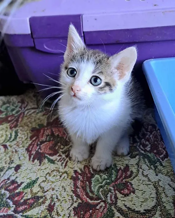 Kot do adopcji, Olsztyn, 29 sierpnia 2025