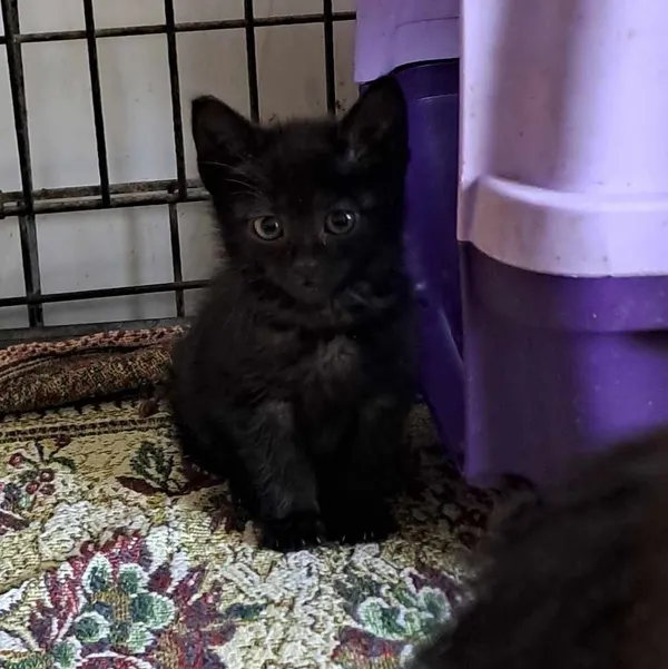 Kot do adopcji, Olsztyn, 29 sierpnia 2025