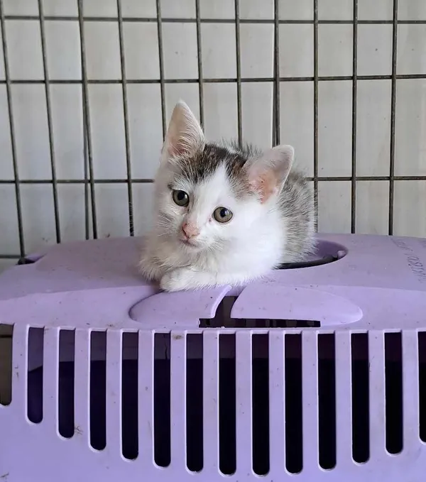 Kot do adopcji, Olsztyn, 29 sierpnia 2025 (2/2)