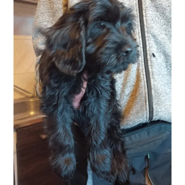 Znaleziono psa, Białystok, 26 września 2025