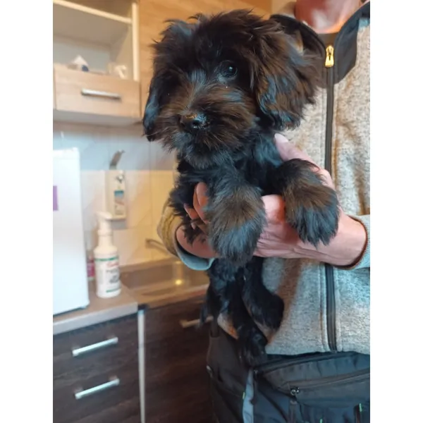 Znaleziono psa, Białystok, 26 września 2025