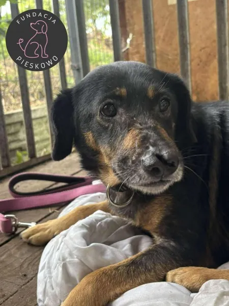 Pies do adopcji, Wolsztyn, 28 września 2025