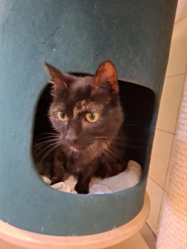 Kot do adopcji, Częstochowa, 6 maja 2025 (2/5)