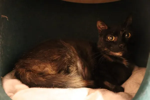 Kot do adopcji, Częstochowa, 6 maja 2025 (5/5)