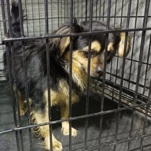 Znaleziono psa, Radom, 28 września 2025