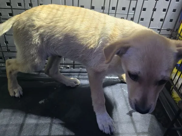 Znaleziono psa, Radom, 26 września 2025