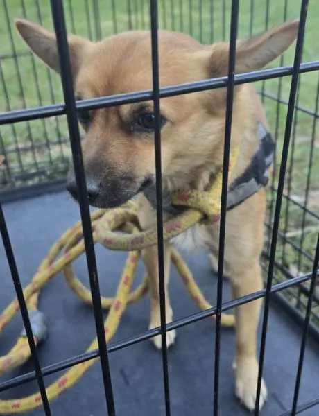 Znaleziono psa, Radom, 26 września 2025