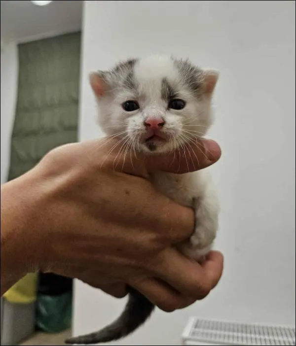 Znaleziono kota, Grudziądz, 29 września 2025