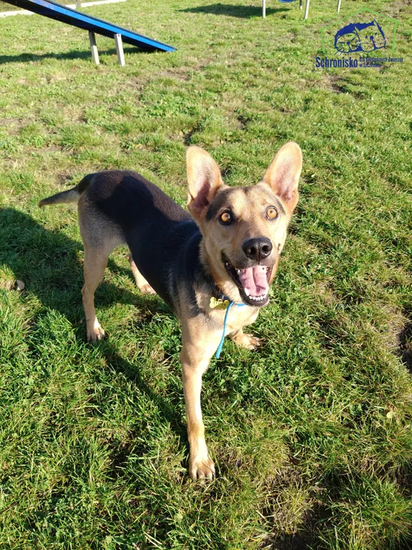 Znaleziono psa, Szczecin, 28 września 2025 (1/2)