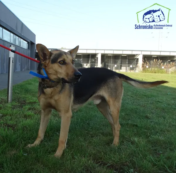 Znaleziono psa, Szczecin, 28 września 2025 (2/2)