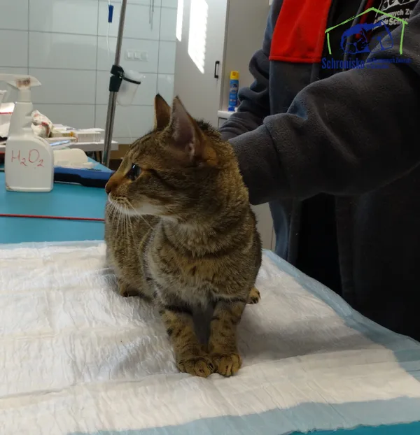 Znaleziono kota, Szczecin, 27 września 2025 (2/2)