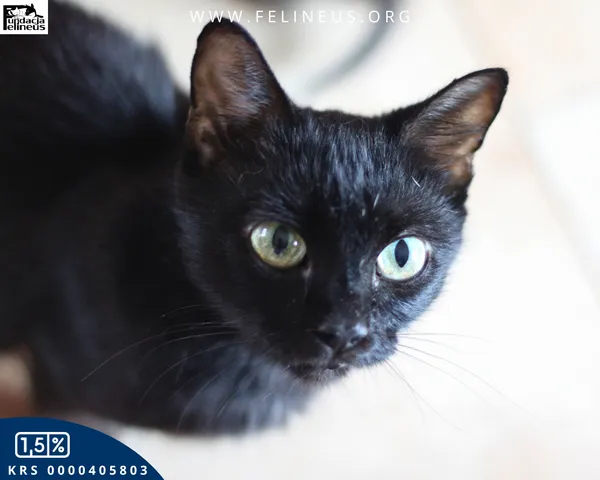 Kot do adopcji, Chmielnik, 30 września 2025 (2/4)