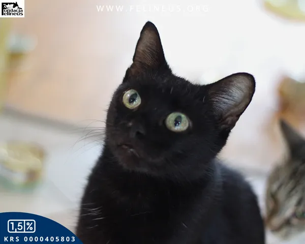 Kot do adopcji, Chmielnik, 30 września 2025 (3/4)