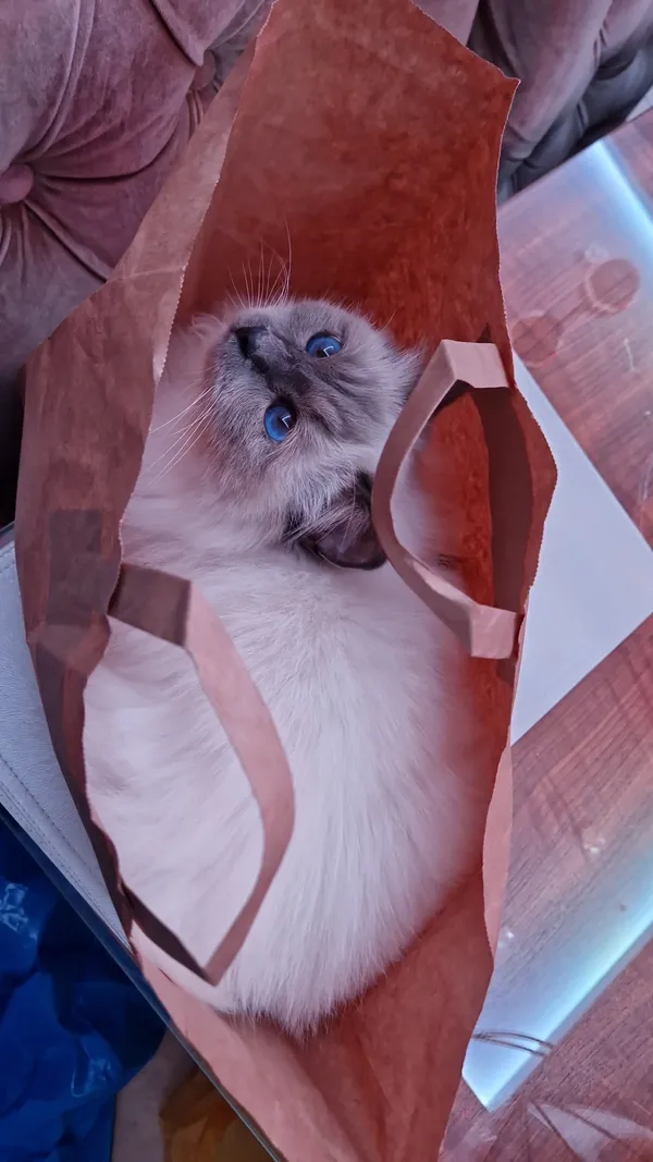 Zaginął kot, Szczecin, Osów, 30 września 2025 (4/5)