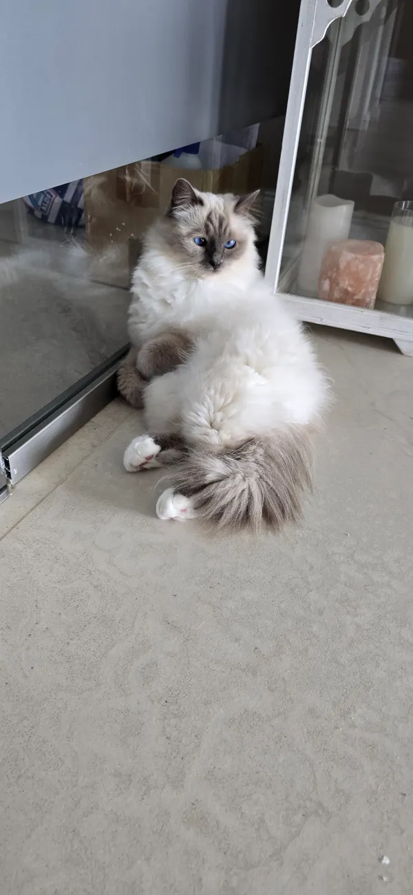 Zaginął kot, Szczecin, Osów, 30 września 2025 (5/5)