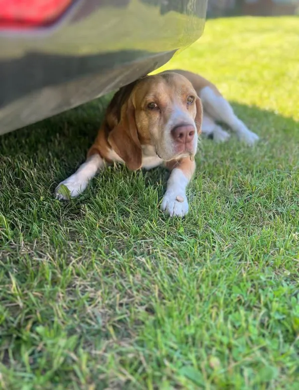 Zaginął pies, Skutki, 30 września 2025 (1/2)