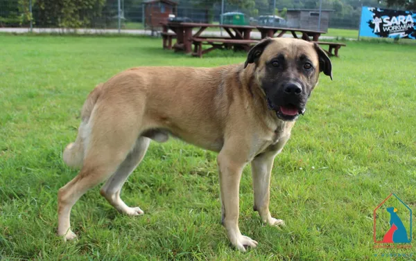 Pies do adopcji, Grudziądz, 15 września 2025 (1/5)