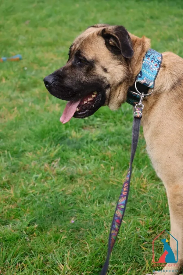 Pies do adopcji, Grudziądz, 15 września 2025 (3/5)