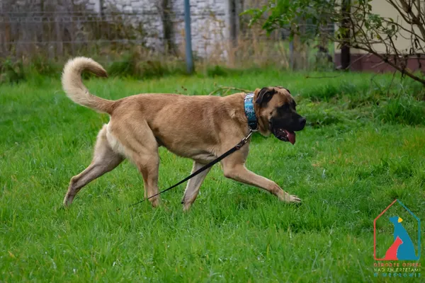 Pies do adopcji, Grudziądz, 15 września 2025 (4/5)