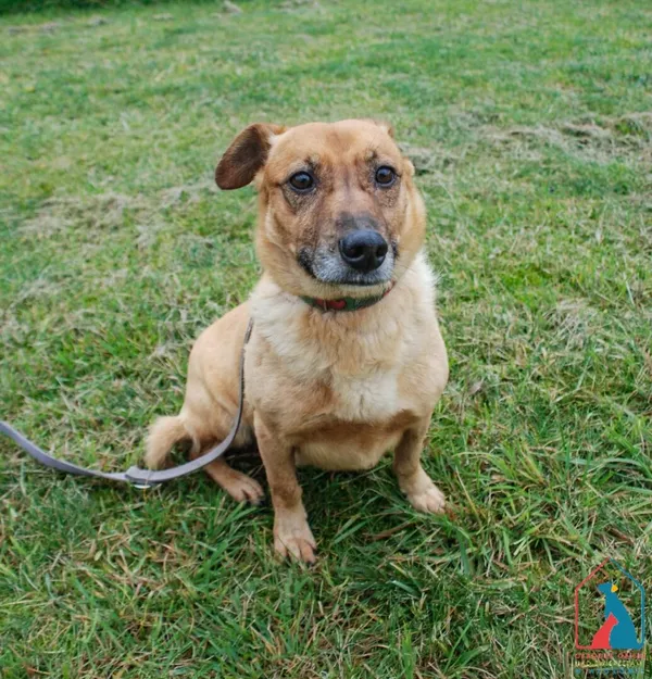 Pies do adopcji, Grudziądz, 15 września 2025 (3/5)