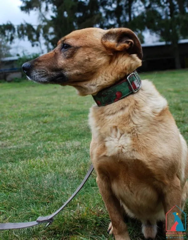 Pies do adopcji, Grudziądz, 15 września 2025 (4/5)