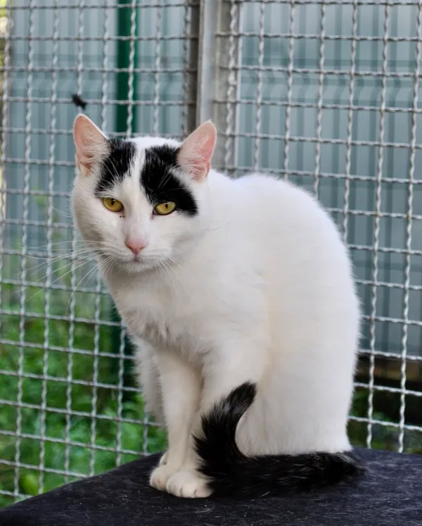 Kot do adopcji, Gdańsk, 30 września 2025