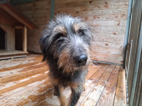 Pies do adopcji, Orzechowce, 30 września 2025 (1/5)