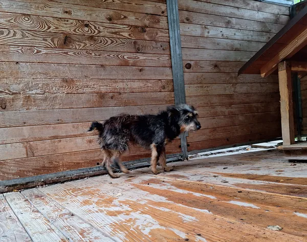 Pies do adopcji, Orzechowce, 30 września 2025 (2/5)