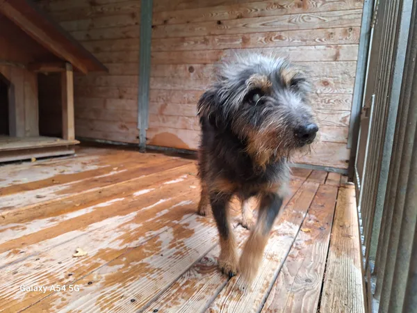 Pies do adopcji, Orzechowce, 30 września 2025 (3/5)