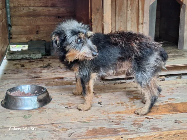 Pies do adopcji, Orzechowce, 30 września 2025 (5/5)