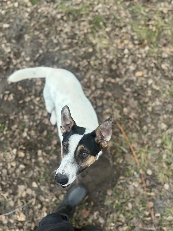 Pies do adopcji, Włocławek, 29 września 2025 (1/5)