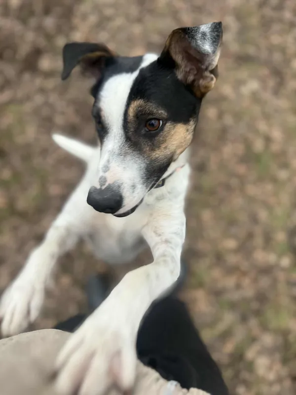 Pies do adopcji, Włocławek, 29 września 2025 (2/5)