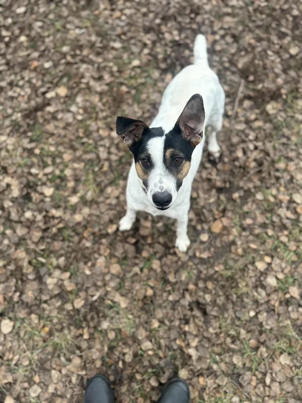 Pies do adopcji, Włocławek, 29 września 2025 (3/5)