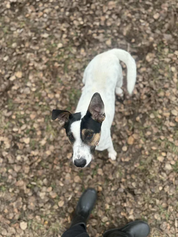 Pies do adopcji, Włocławek, 29 września 2025 (4/5)