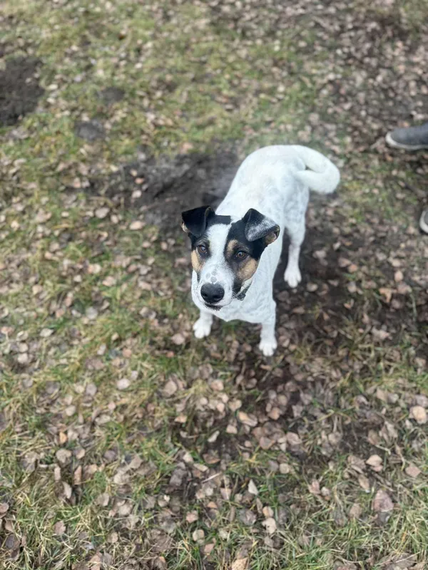 Pies do adopcji, Włocławek, 29 września 2025 (5/5)